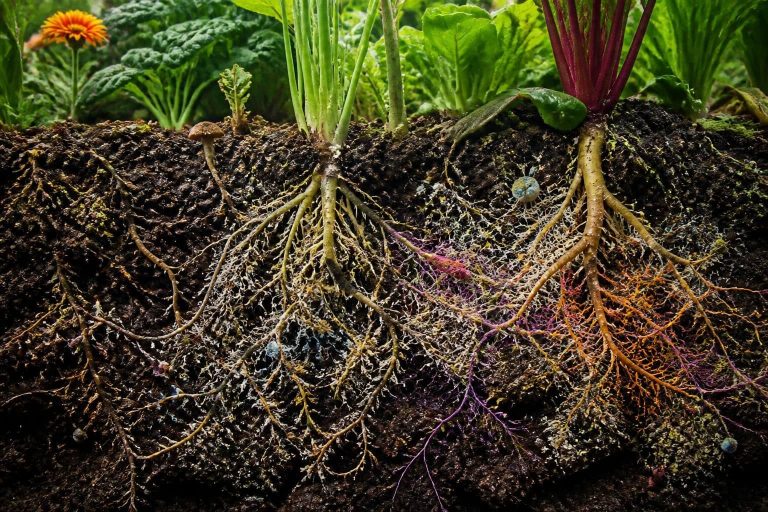 découvrez comment la mycorhize favorise le développement du système racinaire pour optimiser la santé et la croissance de votre jardin naturellement.