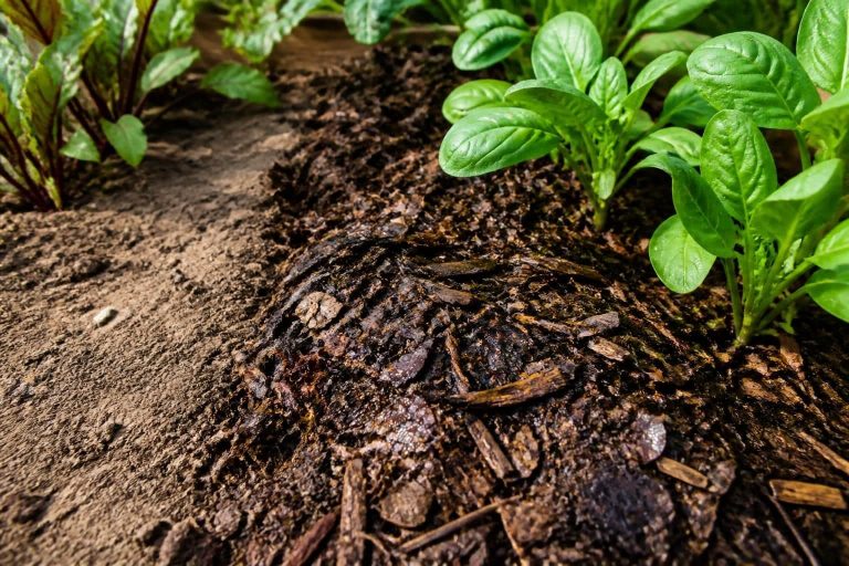découvrez comment le paillage organique améliore la rétention d'humidité du sol pour un jardin en meilleure santé et nécessitant moins d'arrosage.