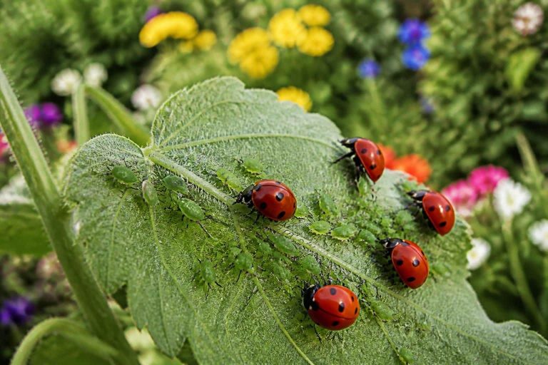 découvrez comment la lutte biologique utilise les coccinelles pour contrôler naturellement les pucerons, assurant un jardin sain et écologique.