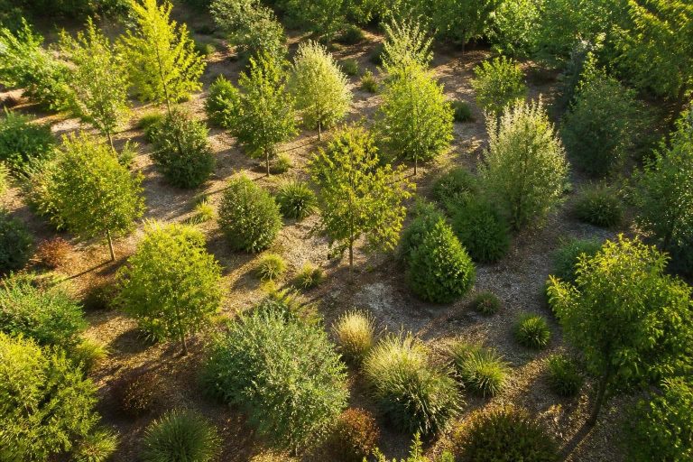 explorez comment l'optimisation de la densité du massif est influencée par la technique de plantation en quinconce, afin d'améliorer l'esthétique et la santé de votre jardin.