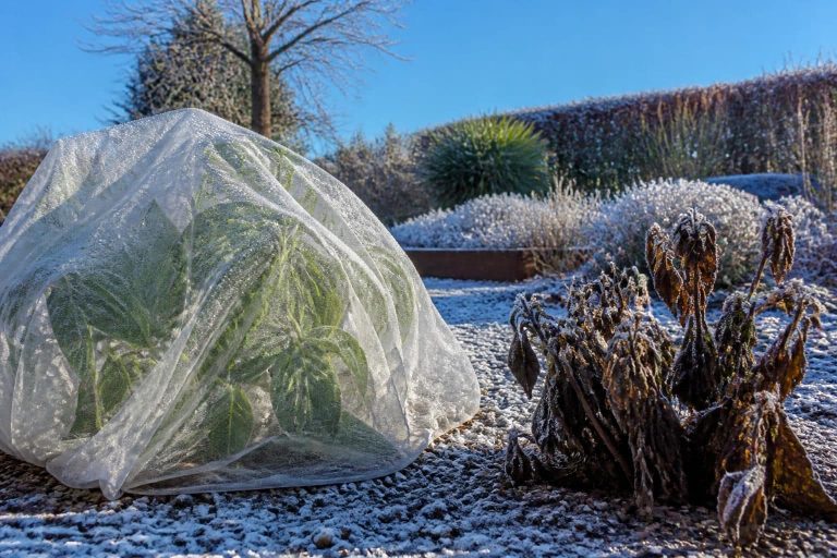 découvrez comment le voile d'hivernage protège les plantes gélives et favorise leur survie durant l'hiver dans votre jardin.