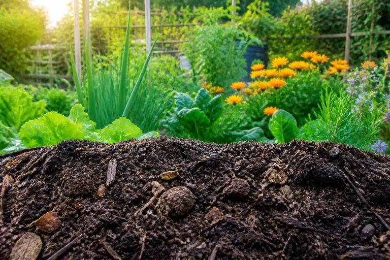 découvrez comment utiliser le compost mûr pour améliorer efficacement la structure de votre sol, favorisant ainsi la santé et la croissance optimale de votre jardin.