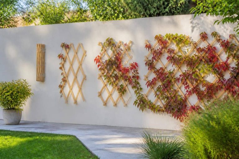 découvrez comment le treillage extensible facilite le guidage de la vigne vierge, idéal pour structurer et embellir votre jardin avec élégance et praticité.