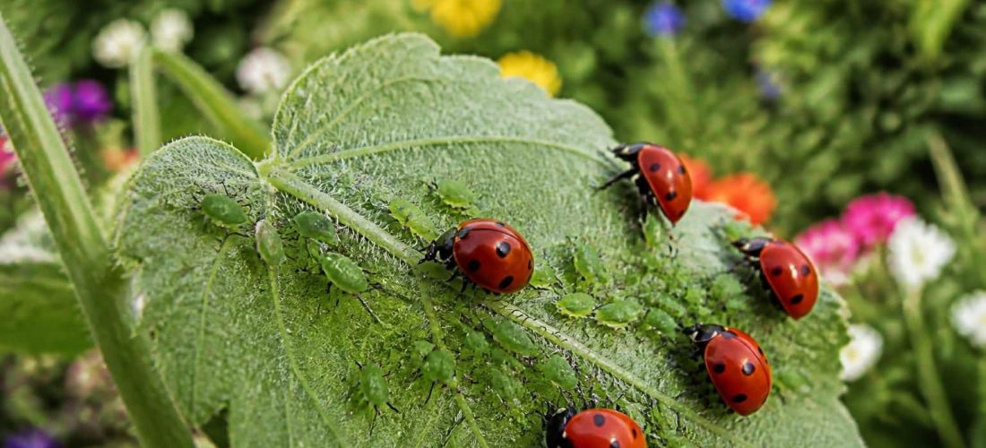 découvrez comment la lutte biologique utilise les coccinelles pour contrôler naturellement les pucerons, assurant un jardin sain et écologique.