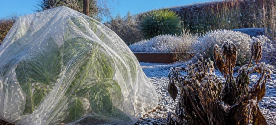 découvrez comment le voile d'hivernage protège les plantes gélives et favorise leur survie durant l'hiver dans votre jardin.