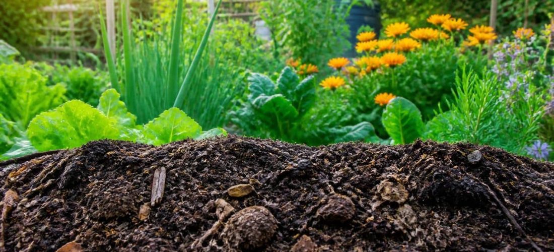 découvrez comment utiliser le compost mûr pour améliorer efficacement la structure de votre sol, favorisant ainsi la santé et la croissance optimale de votre jardin.