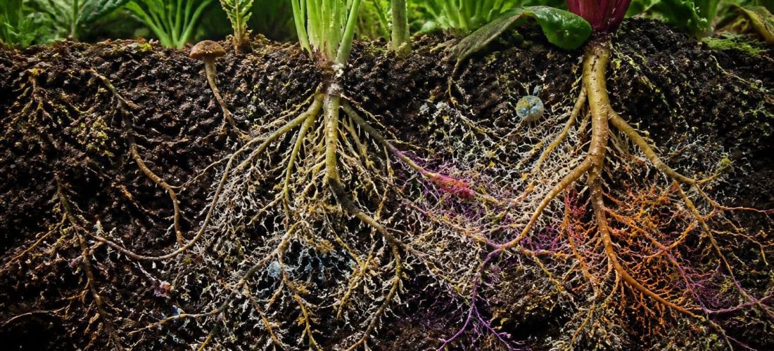 découvrez comment la mycorhize favorise le développement du système racinaire pour optimiser la santé et la croissance de votre jardin naturellement.